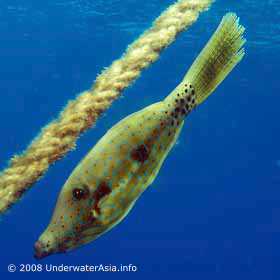 filefish